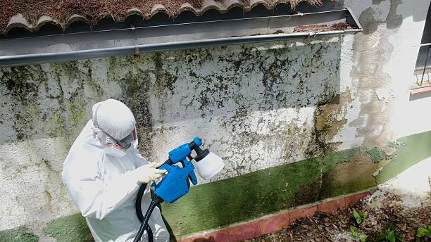 Trusted Mold Remediation service in Wellington, FL - Cheap Mold Removal
